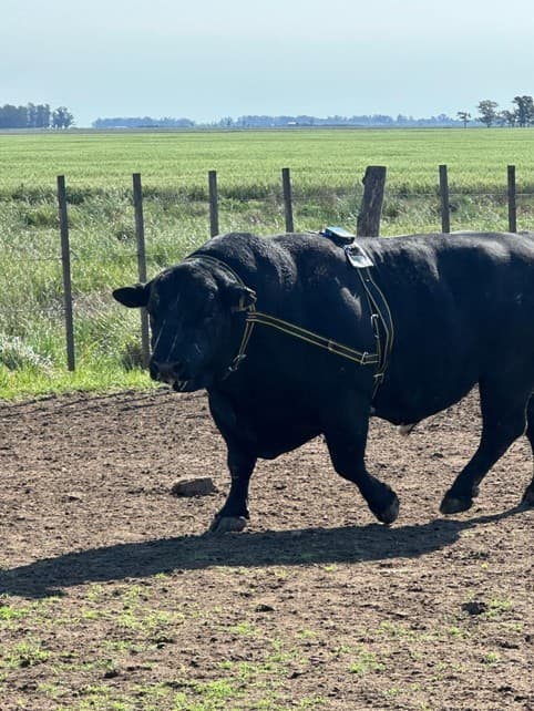Toro con sensor Nandi instalado en el cuello