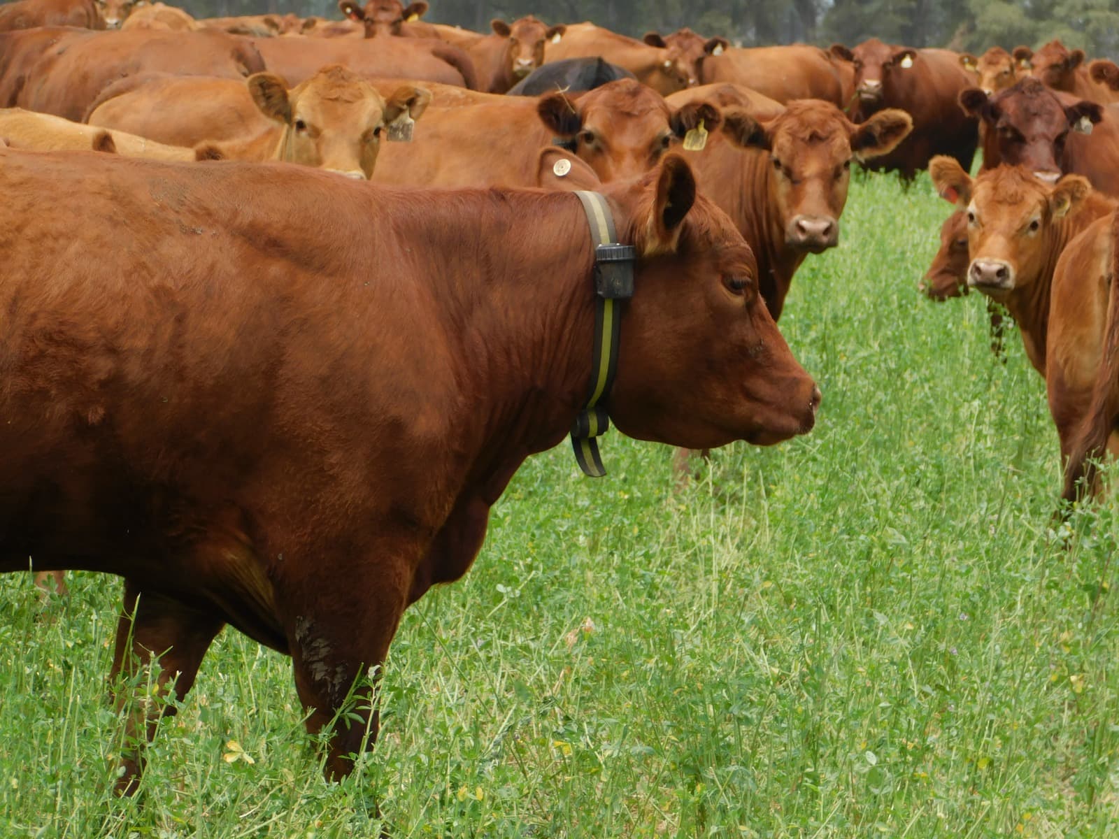 Vacas en el campo con terneros